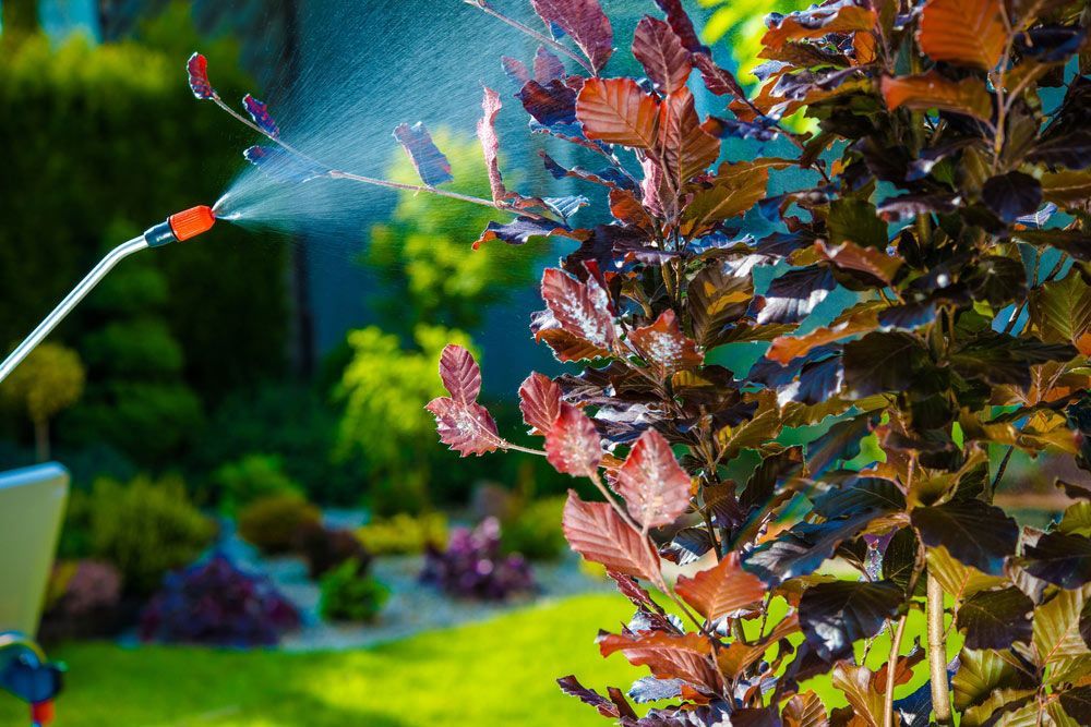 Spraying a Tree With a Sprayer in a Garden — Beutels Pest & Weed Control In Metford, NSW