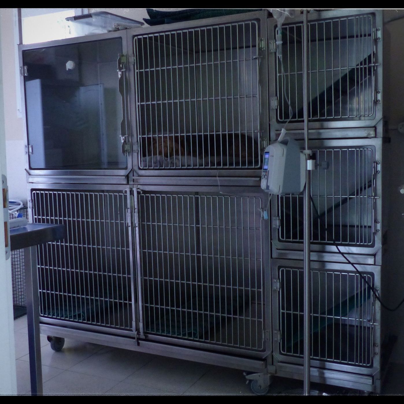 Chenil inox