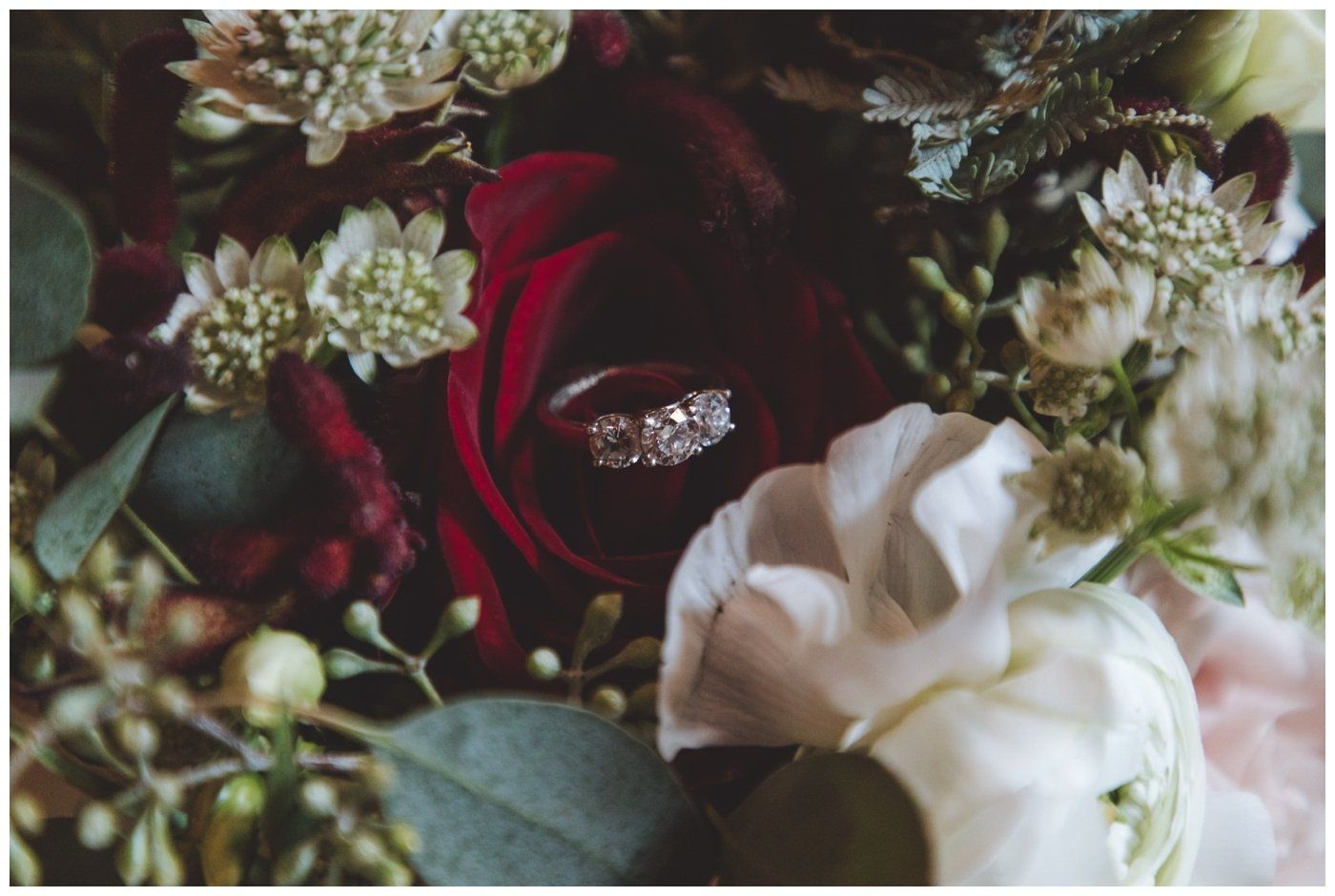 Wedding ring on a dark red rose surrounded by white flowers and greenery