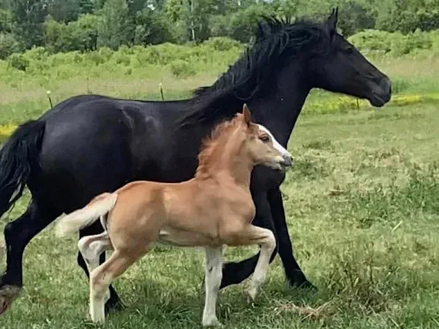 A black horse and a brown foal are running in a field.