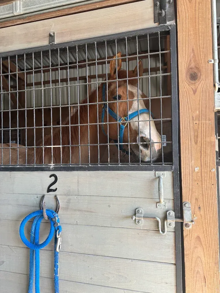 A horse in a cage with the number 2 on it