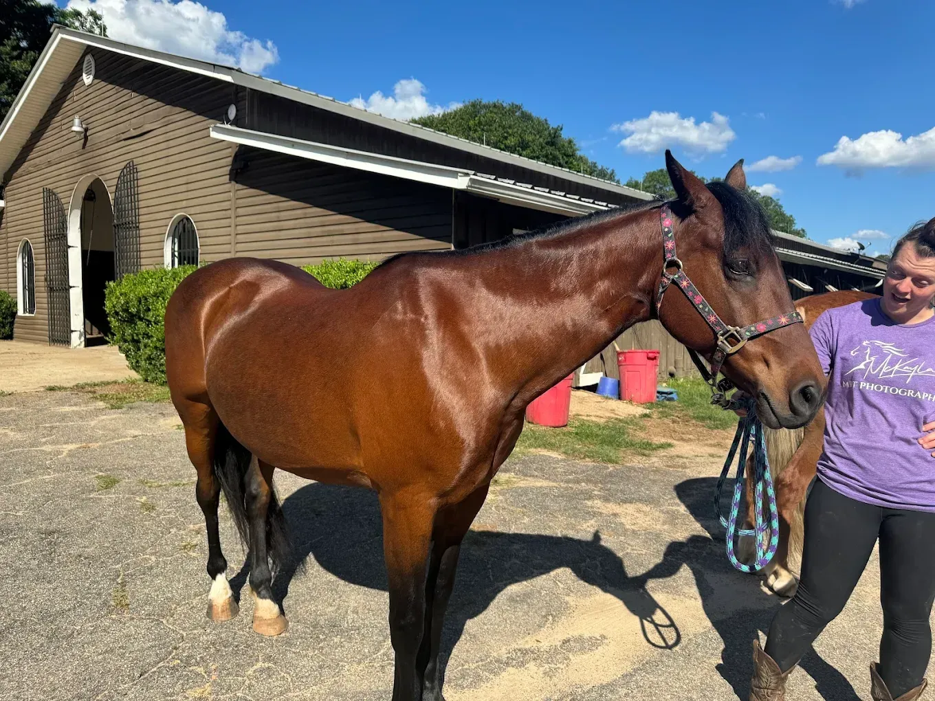 A woman in a purple shirt is standing next to a brown horse