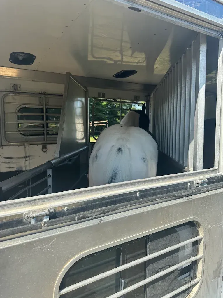 A white horse is sitting inside of a trailer.