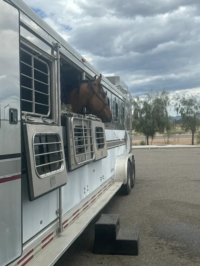 A horse is sticking its head out of the window of a horse trailer.
