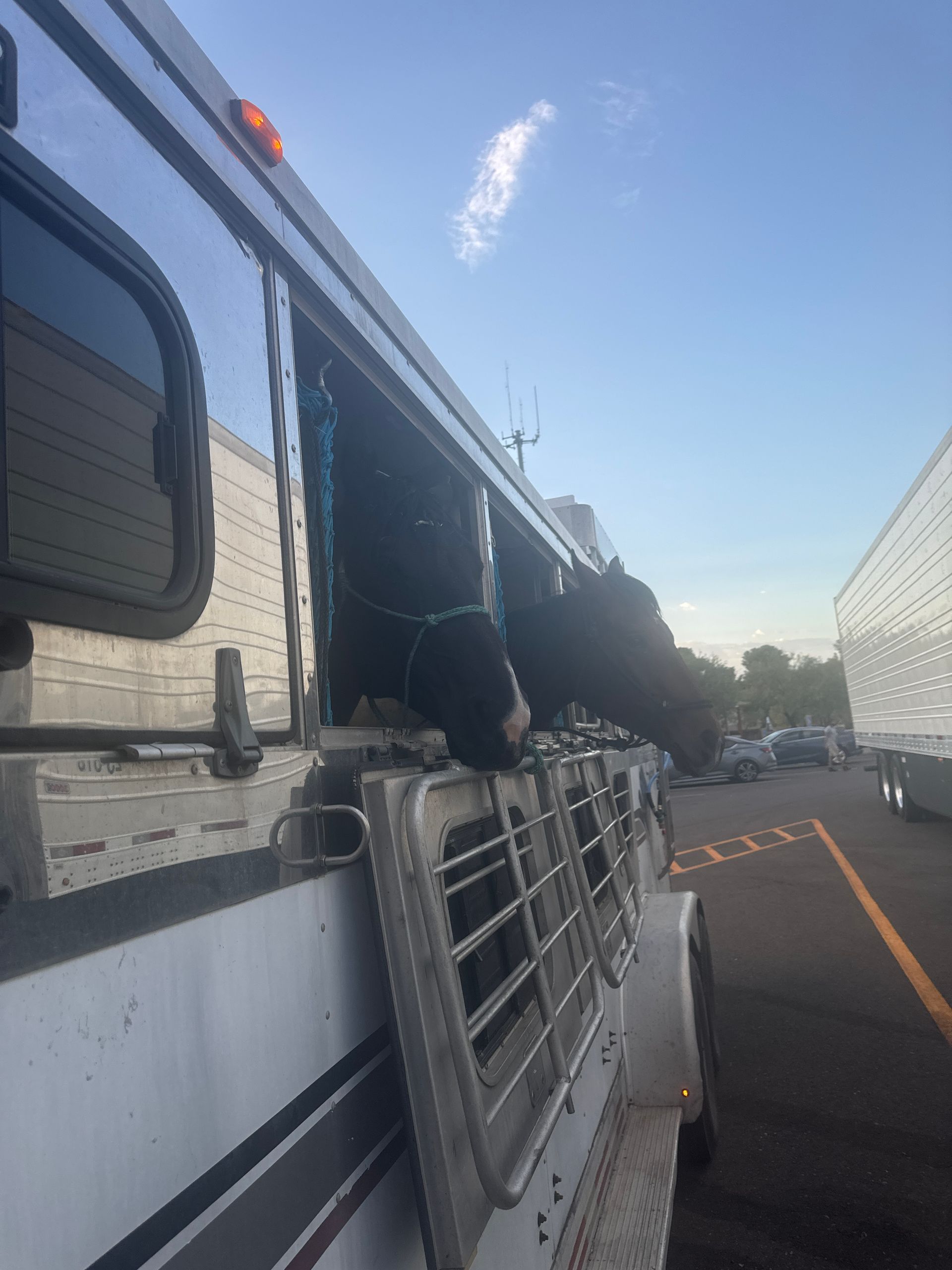A horse is sticking its head out of a trailer.