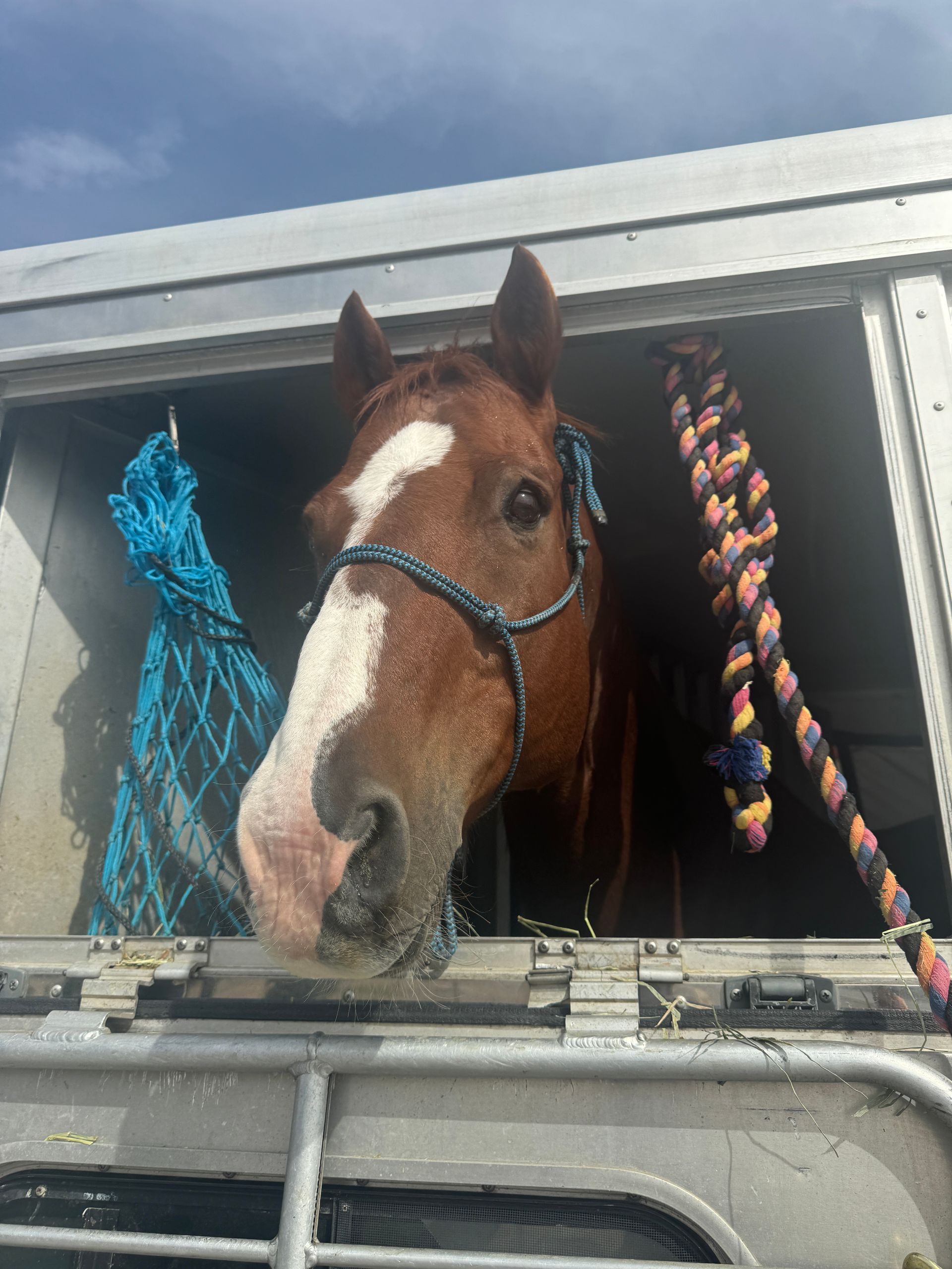 A brown and white horse is sticking its head out of a trailer window.