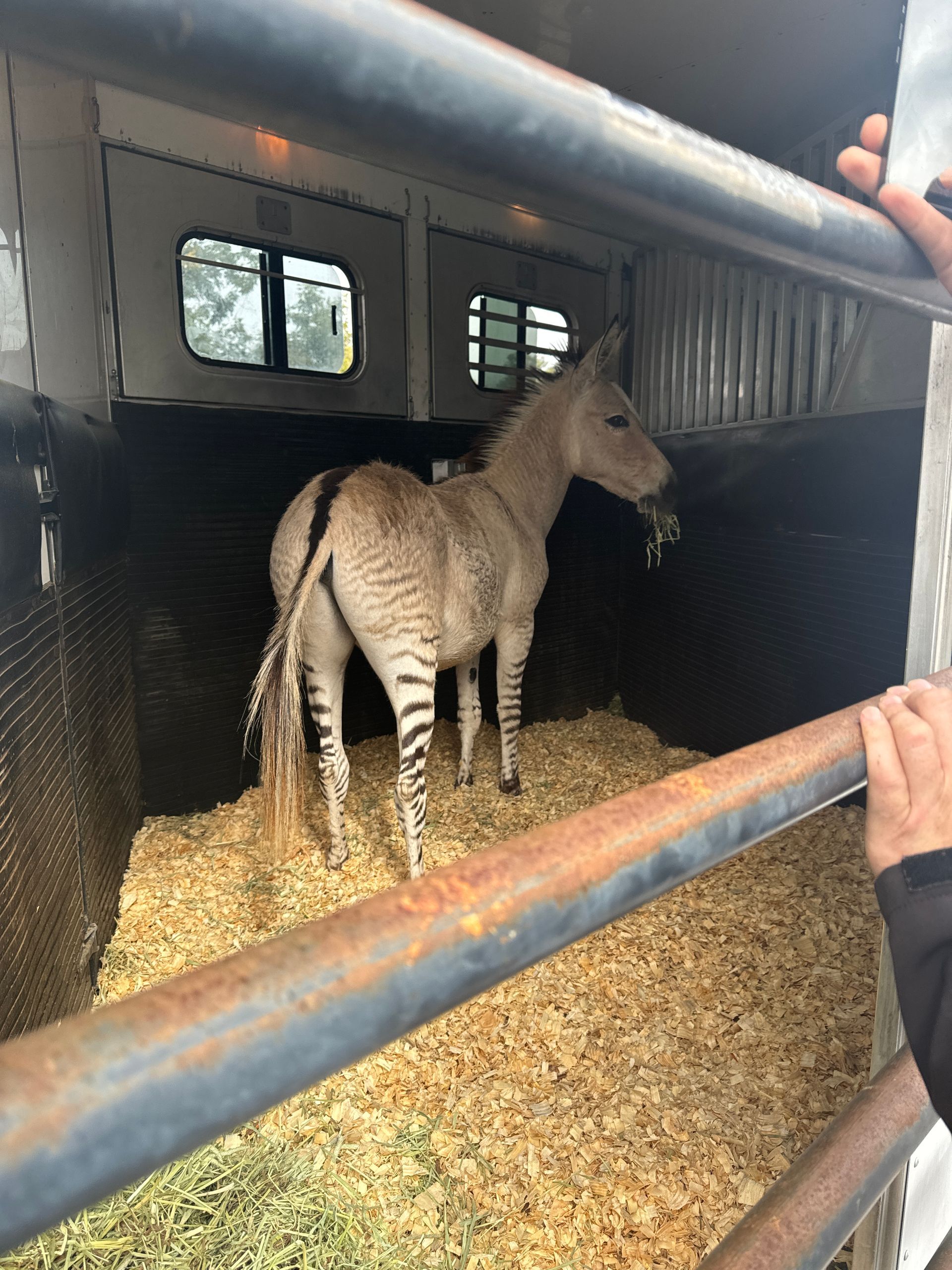 A zebra is standing in a trailer filled with hay.