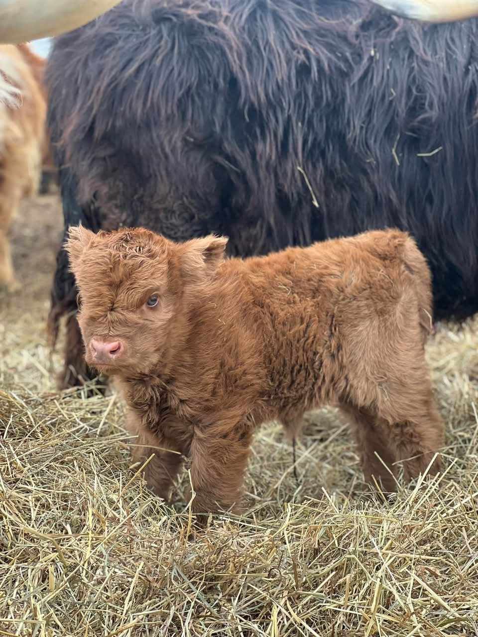 A baby yak is standing in a field of hay next to a large yak.