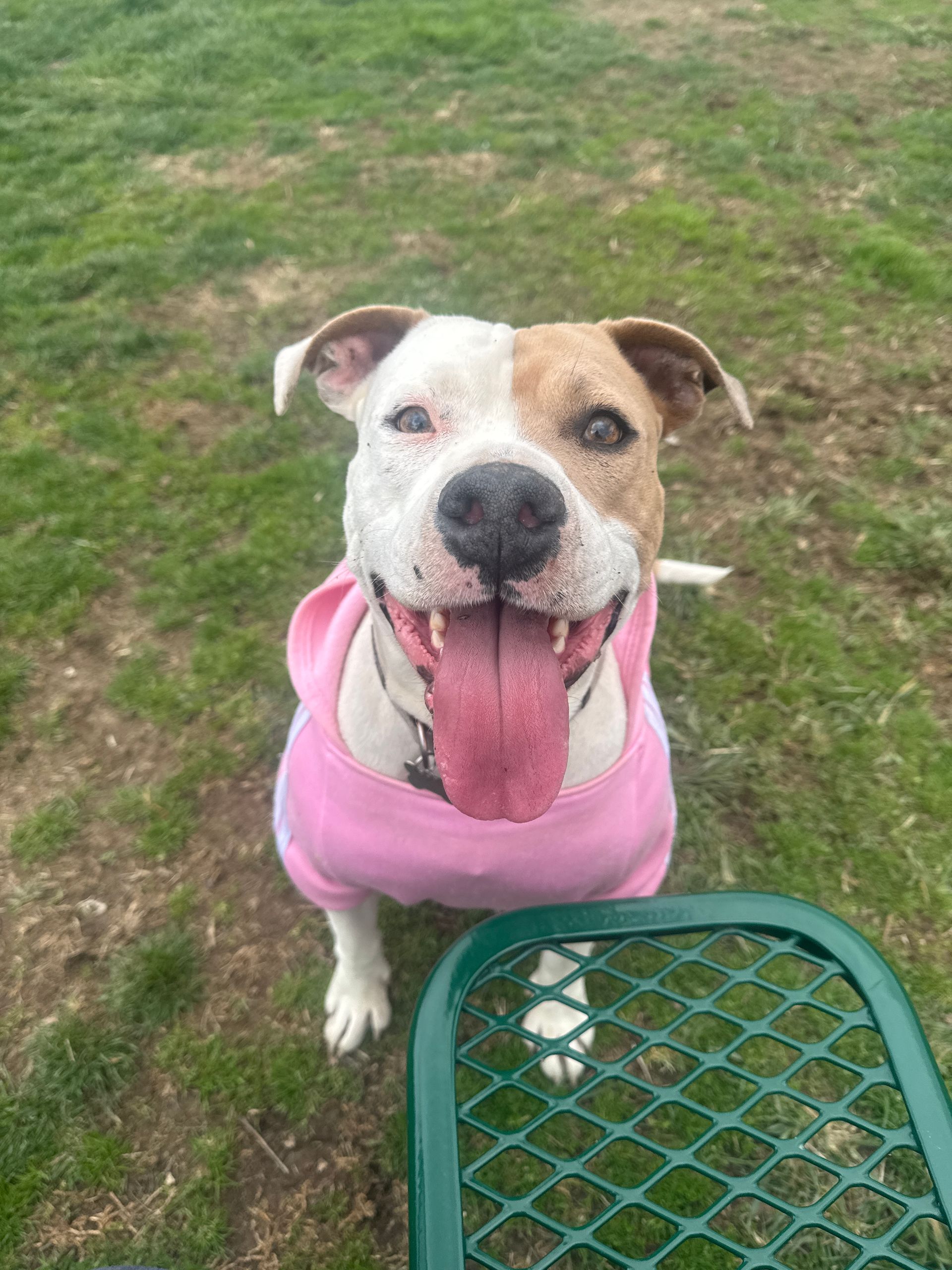 A brown and white dog wearing a pink shirt is standing next to a green table.