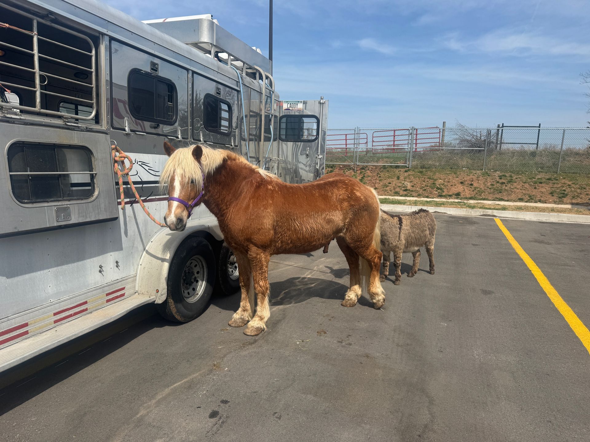 A horse and sheep are standing next to a horse trailer in a parking lot.