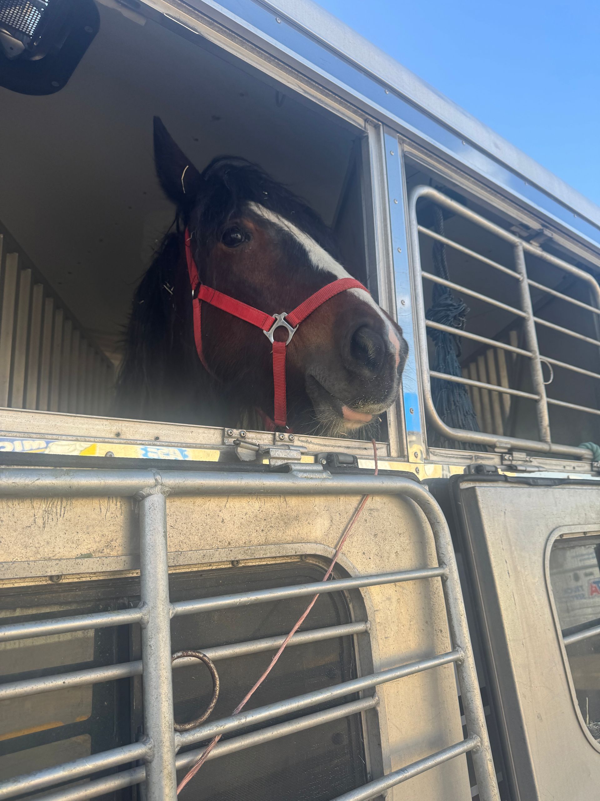 A horse with a red bridle is looking out of a trailer