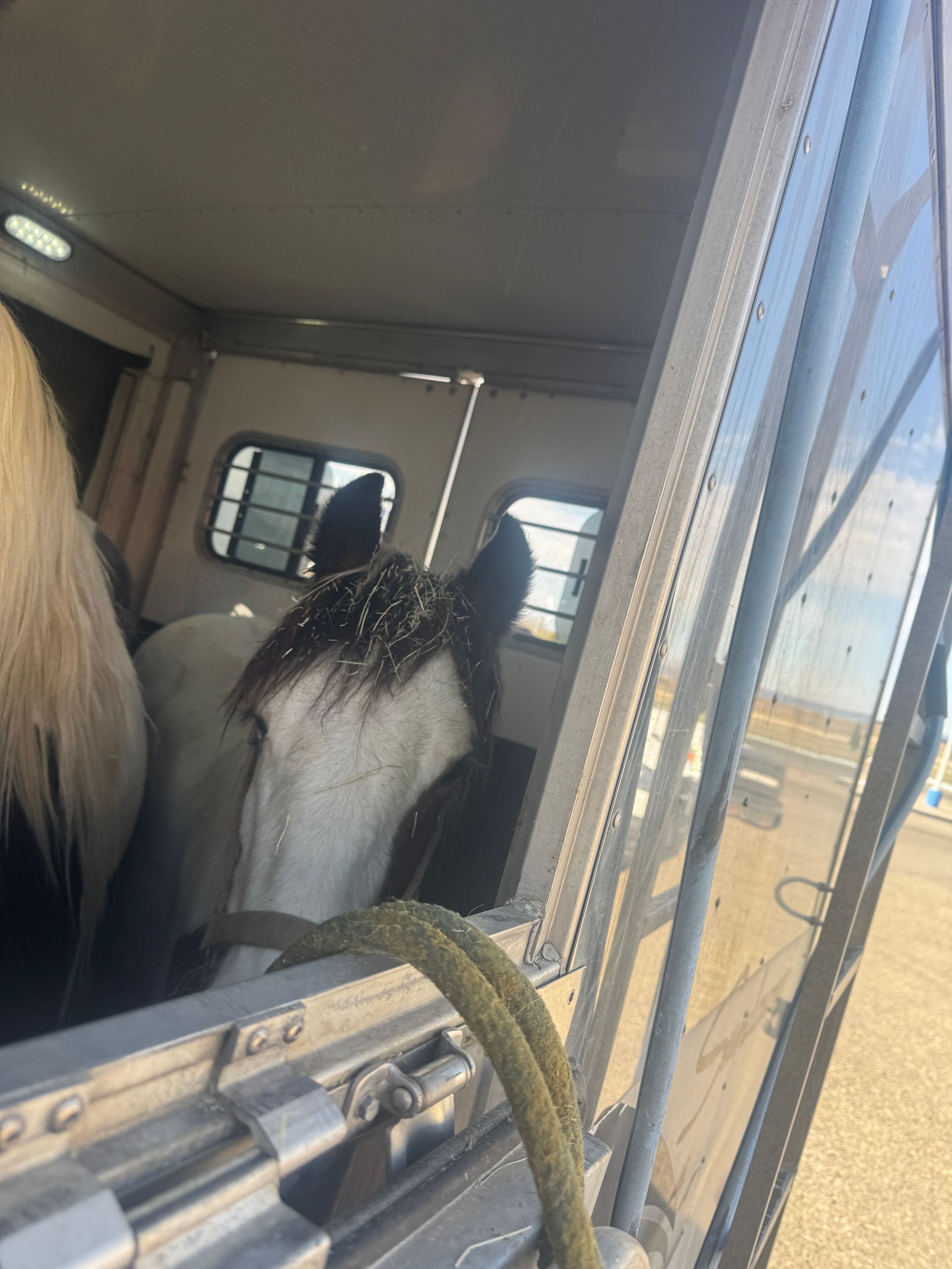 A horse is looking out of a window of a trailer.