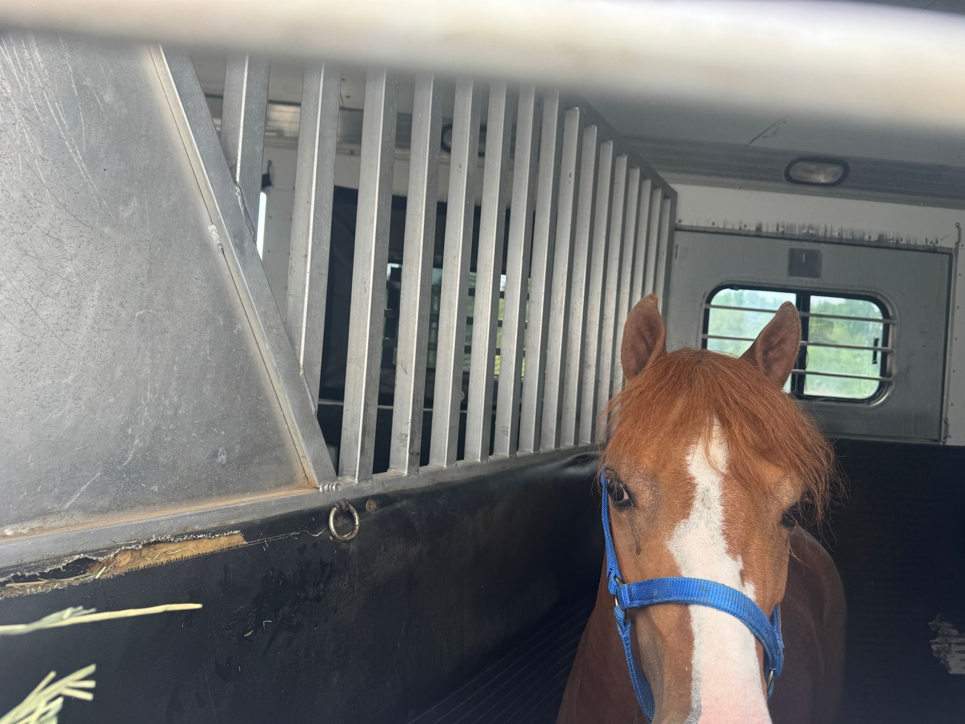 A brown horse with a blue bridle is in a cage.