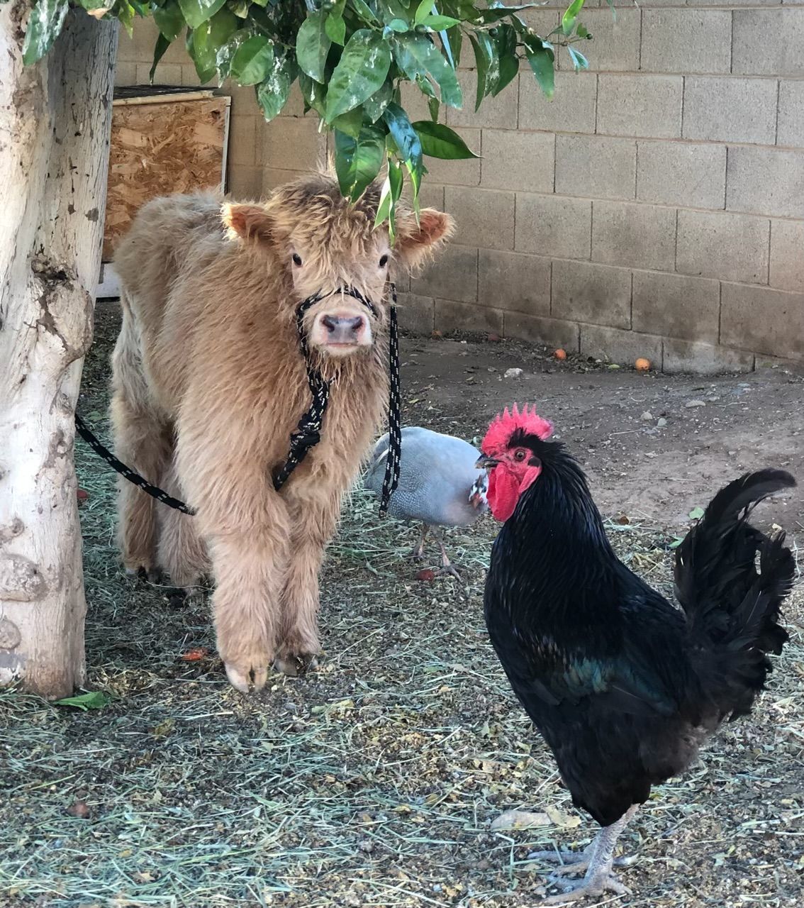 A brown cow standing next to a black rooster