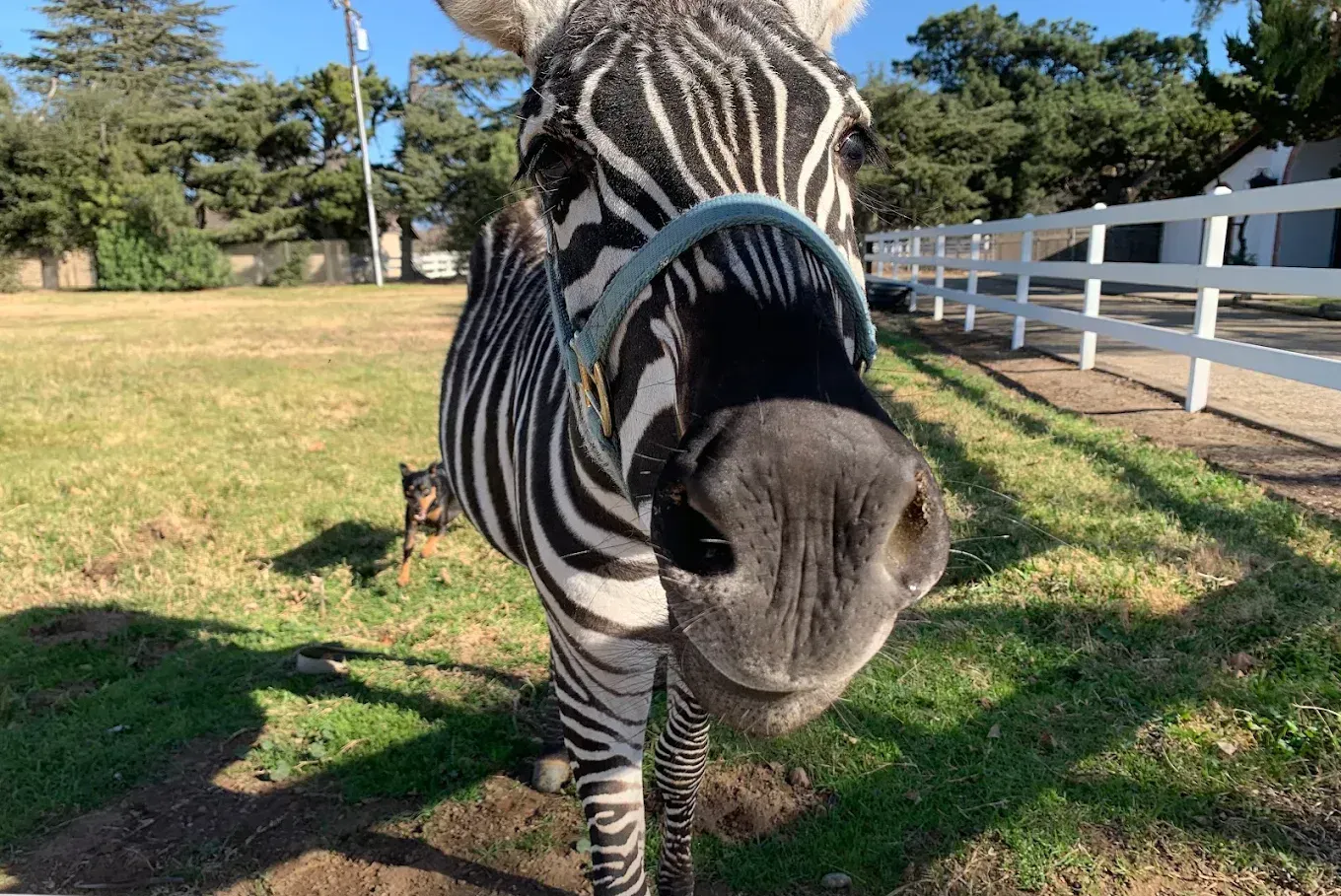 A zebra wearing a bridle is standing in a grassy field.