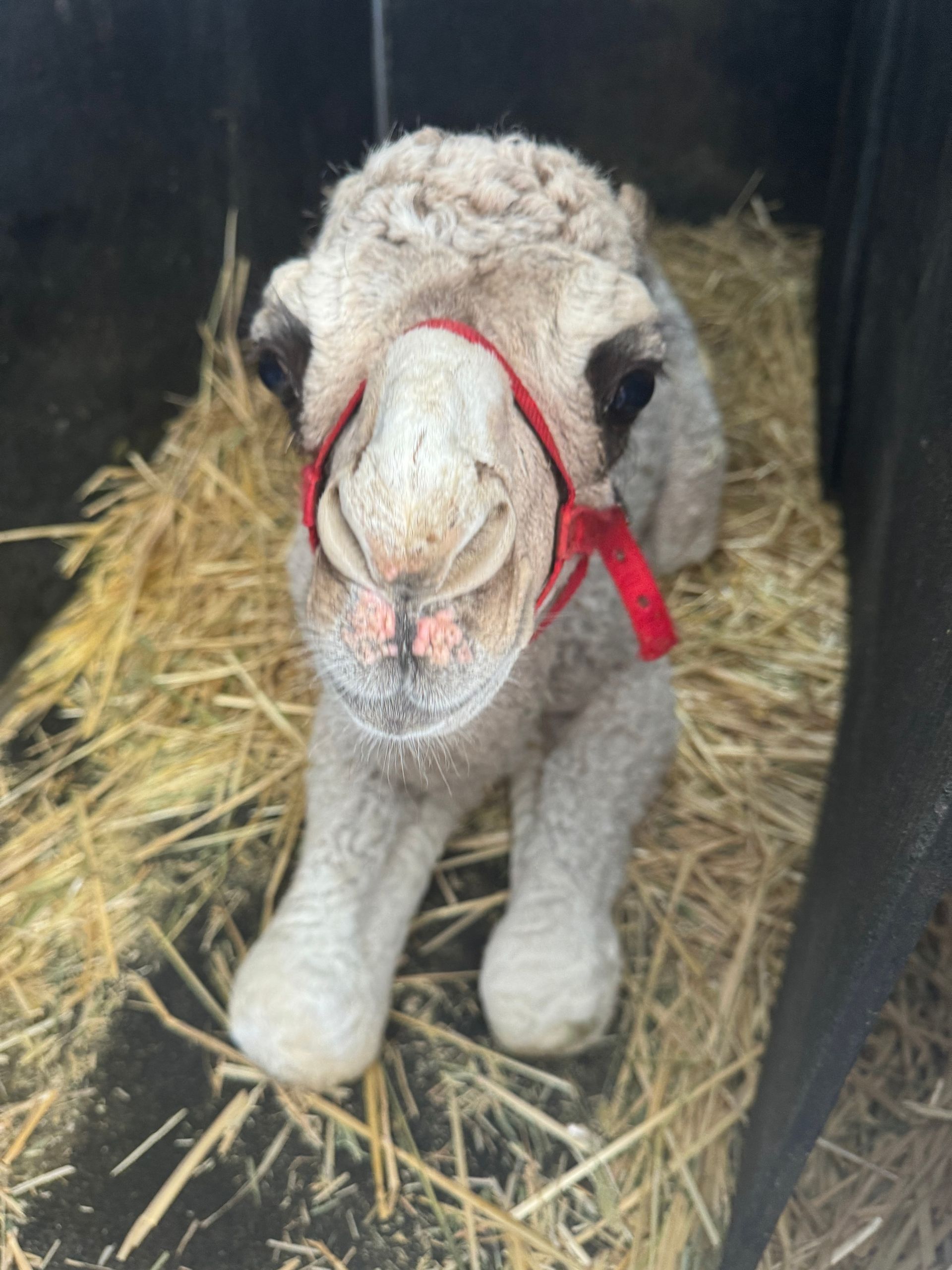 A stuffed camel wearing a red bridle is laying in a pile of hay
