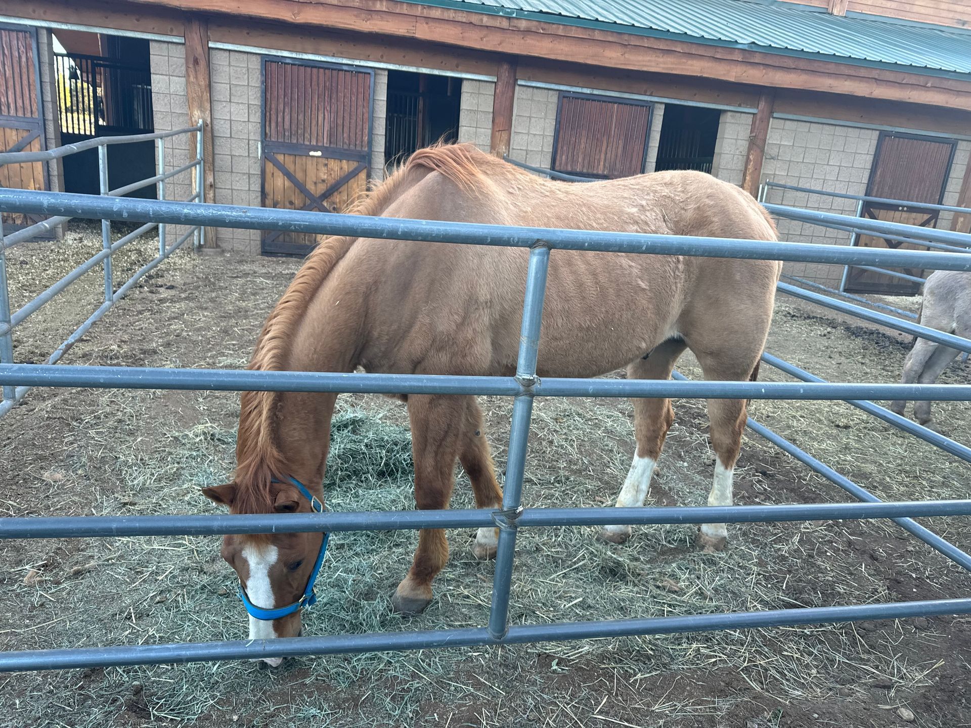 A brown horse is eating grass in a fenced in area.