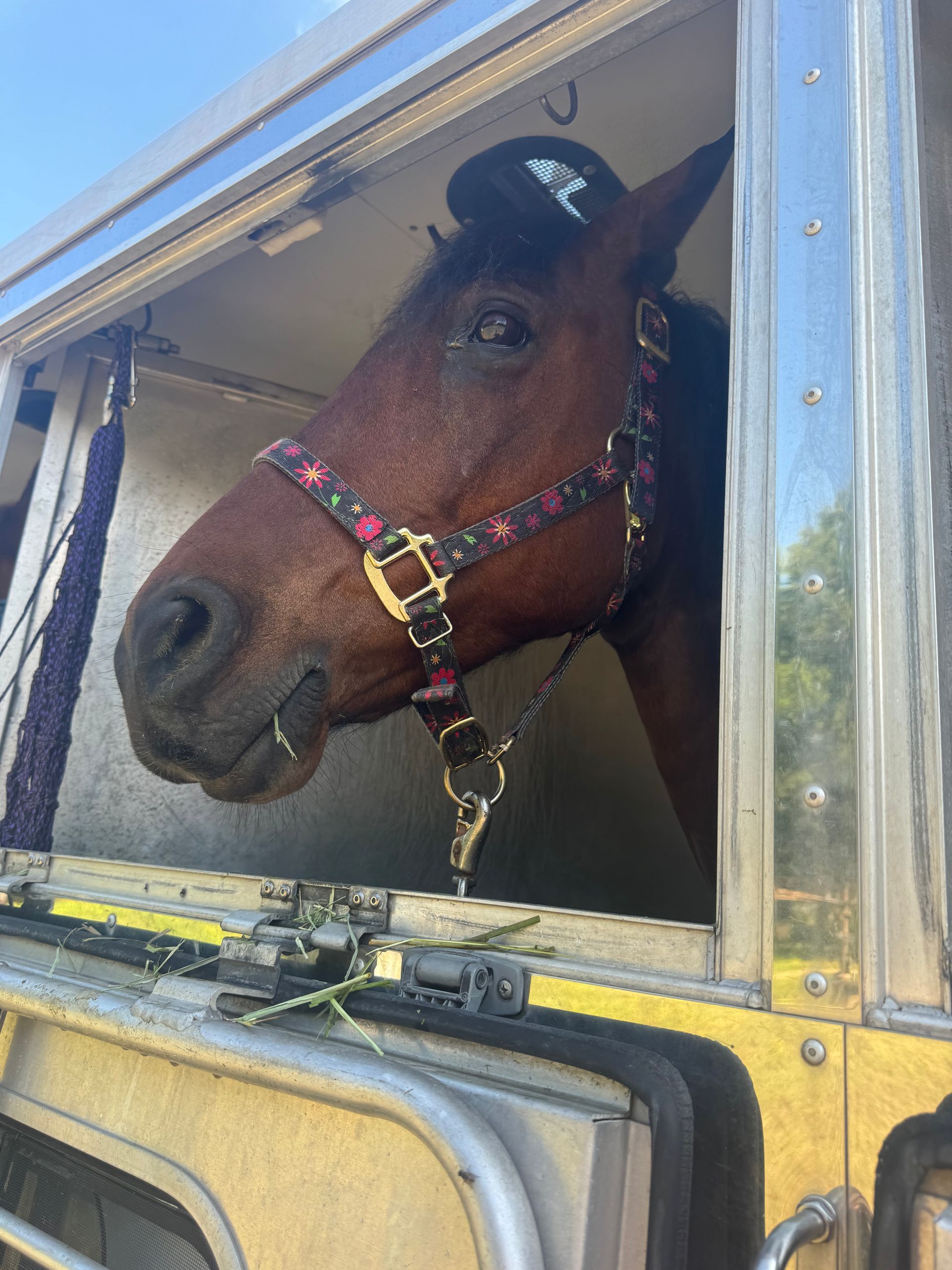 A horse is looking out of a window of a trailer.