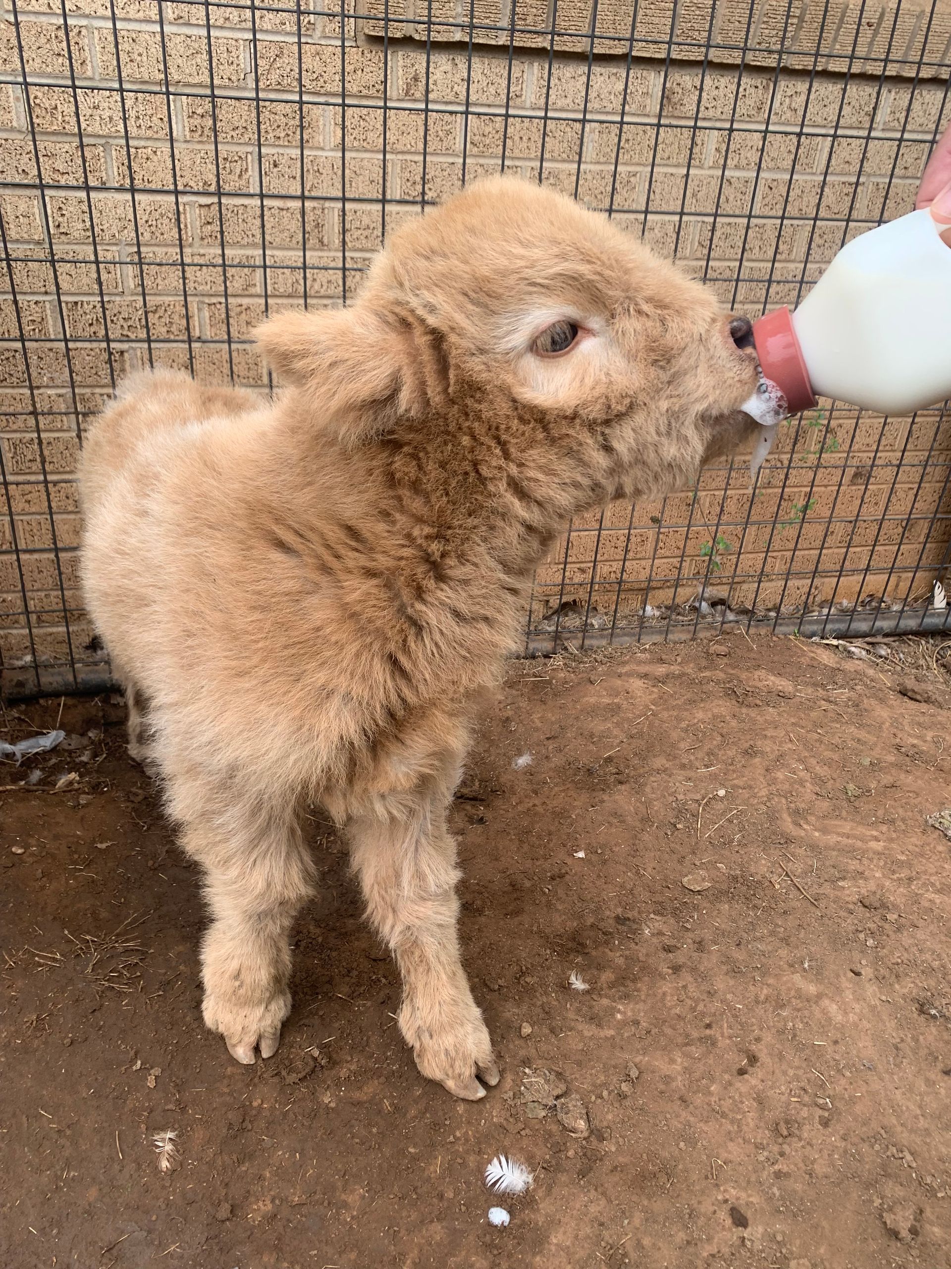 A baby sheep is drinking milk from a bottle.