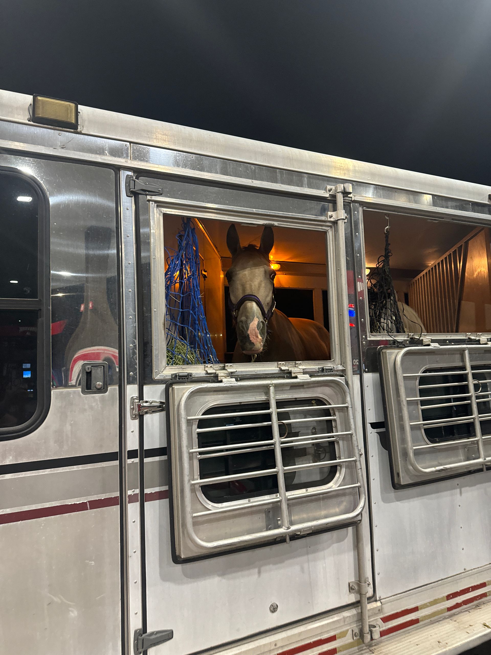 A horse is looking out of the window of a trailer.