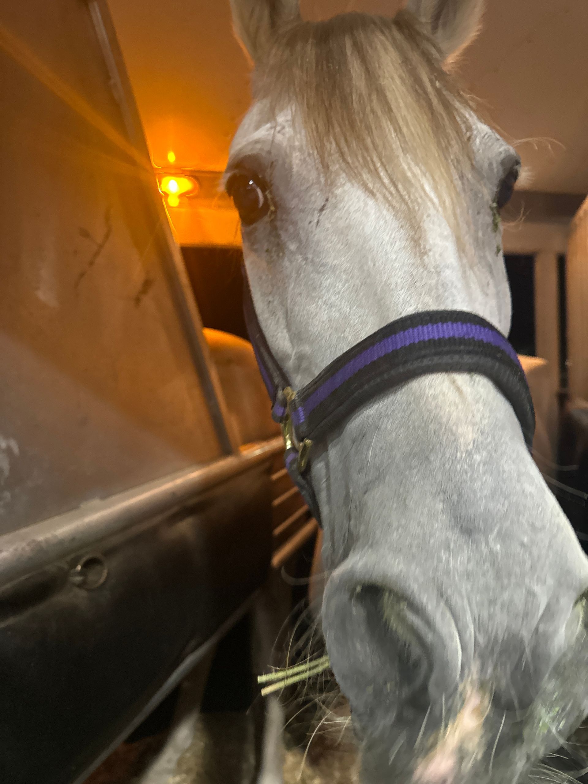 A close up of a horse 's face with a purple bridle