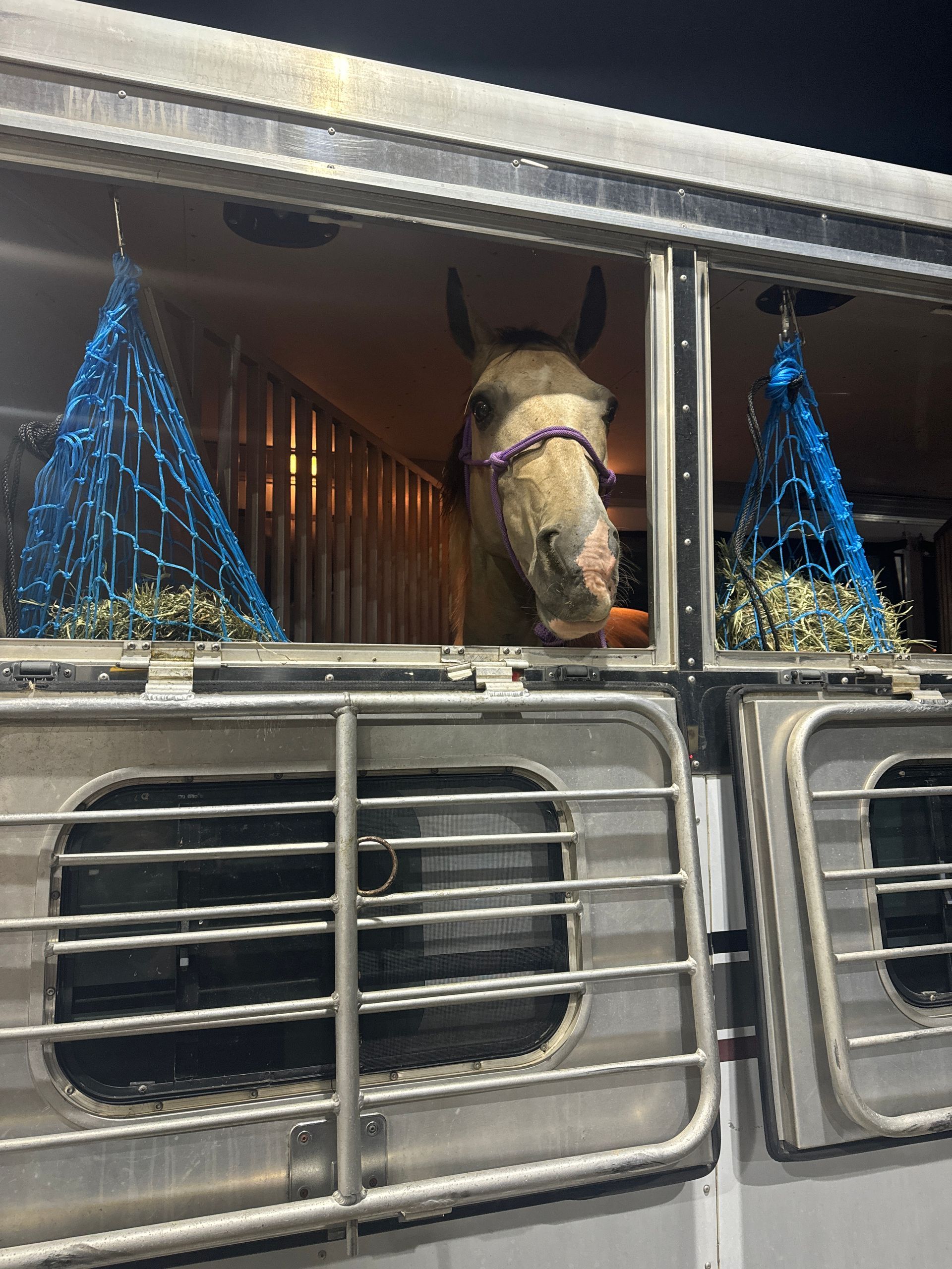 A horse is looking out of the window of a trailer.