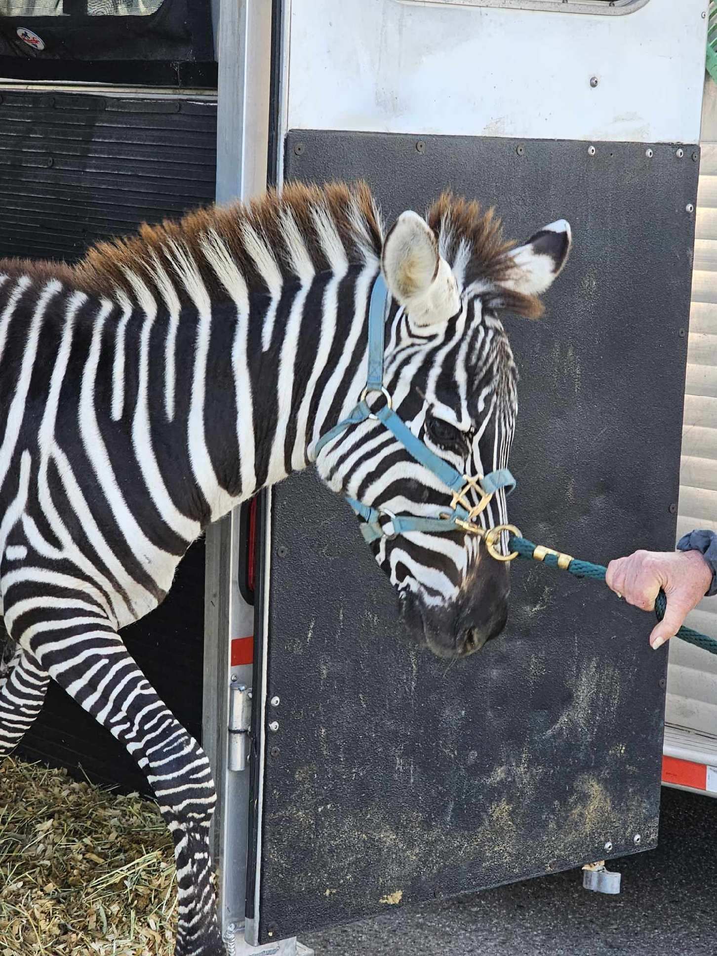 A zebra is being led out of a trailer by a person