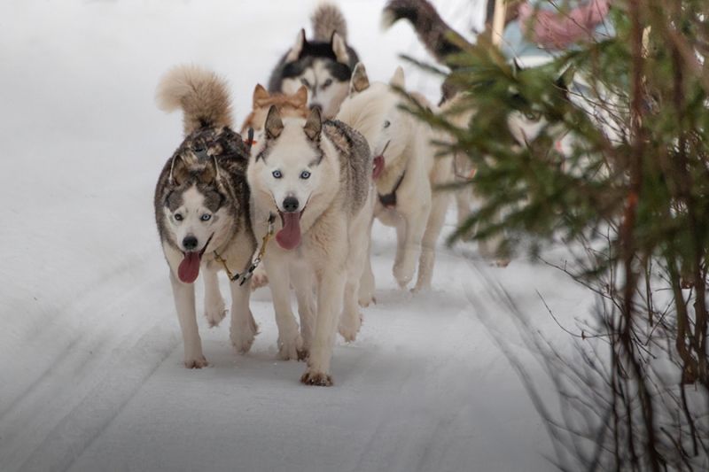 Husky Safari Rovaniemi