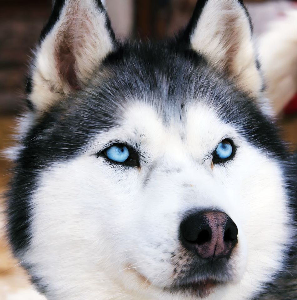 Husky Safaris and Rides in Rovaniemi