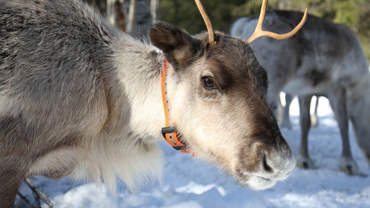 Reindeer Safaris in Rovaneimi