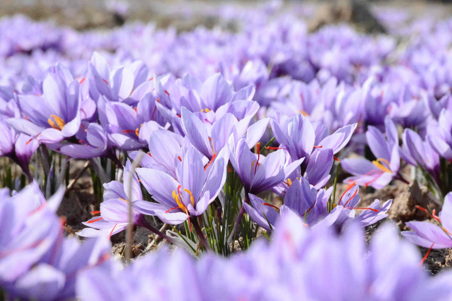 Purple Crocus fiction