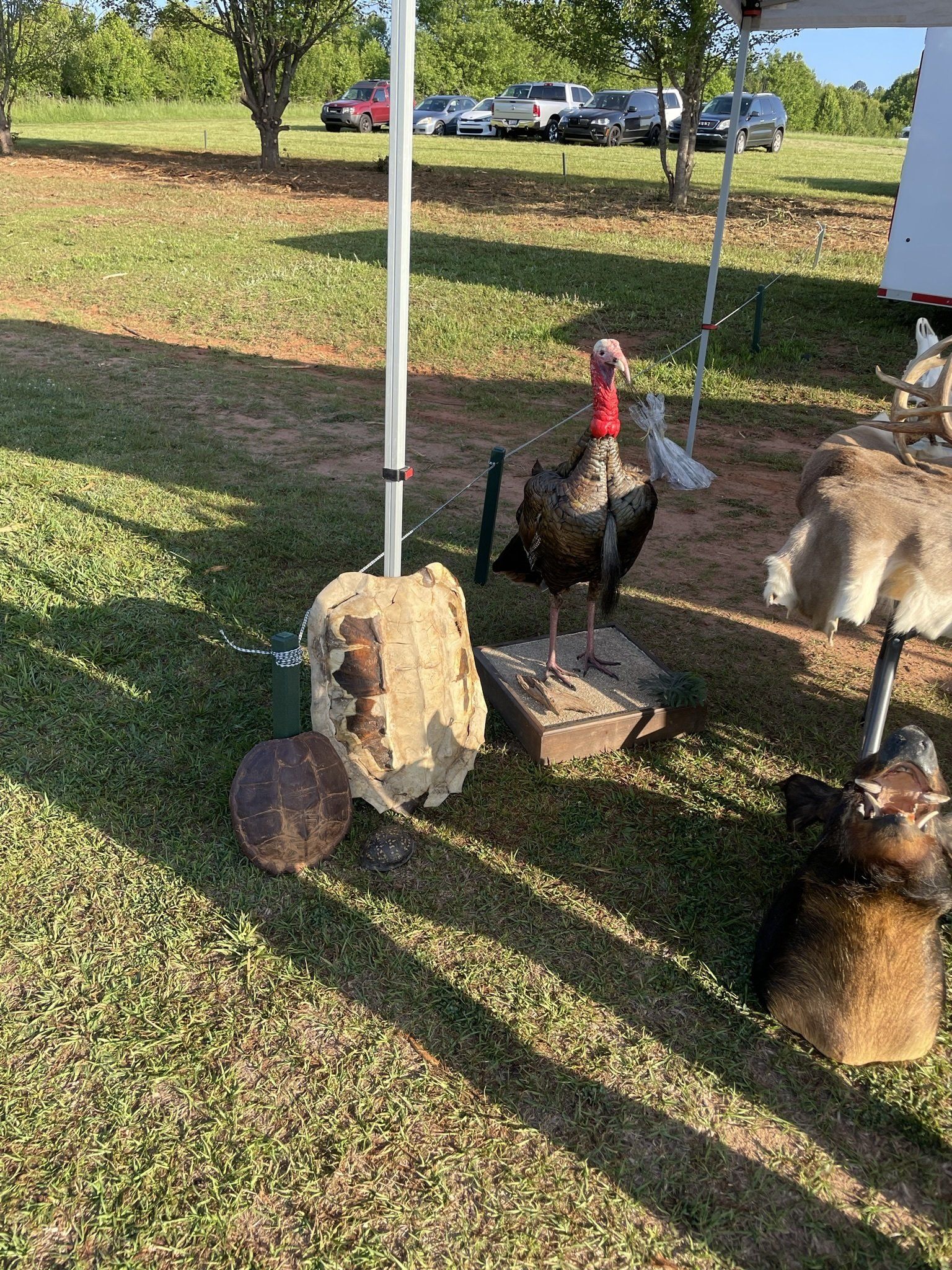 Taxidermied turkey, turtle shell, and other animal hides on display outdoors.