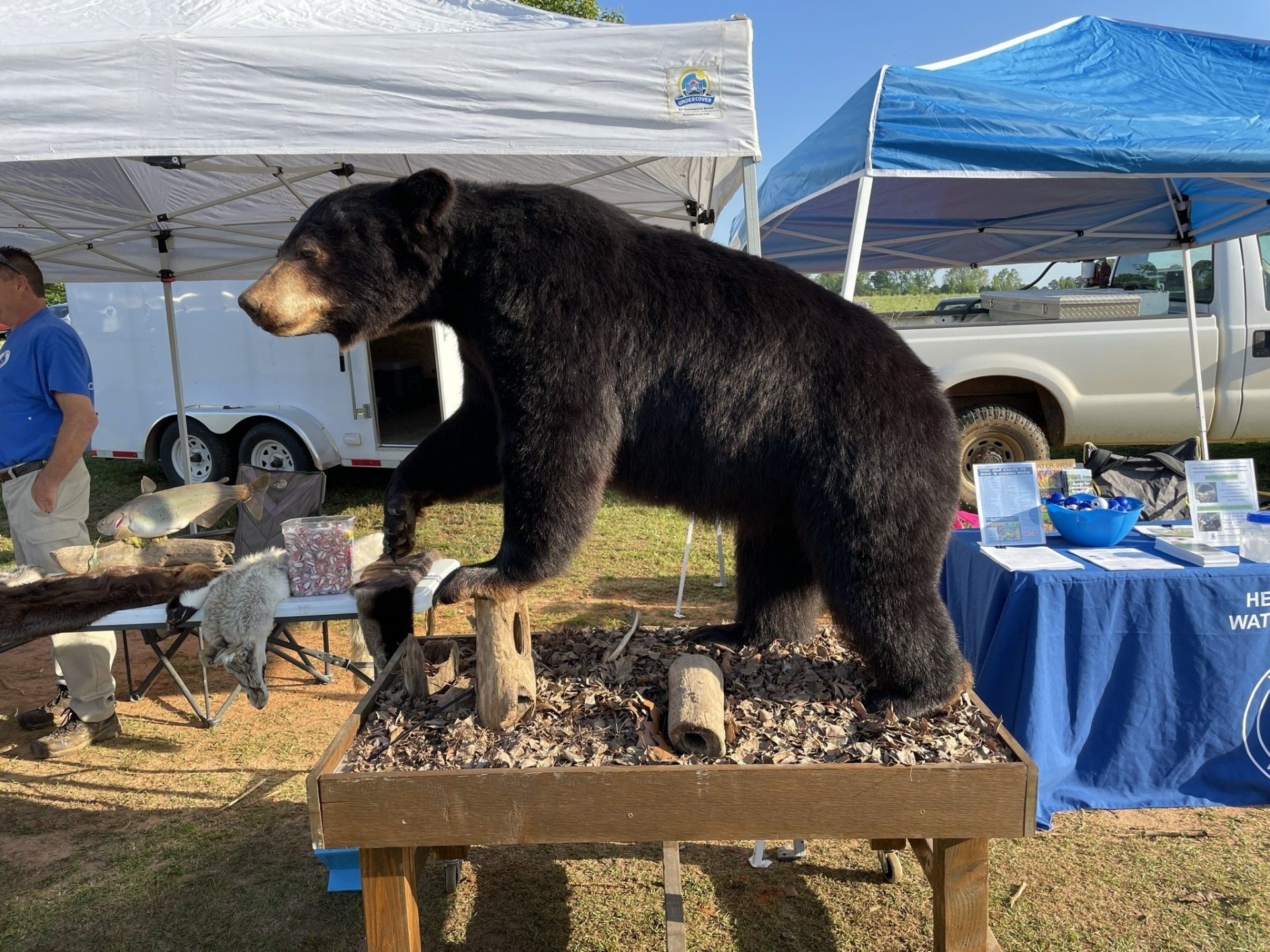 Taxidermied black bear exhibit at a fair with tents, a truck, and a table with pamphlets.