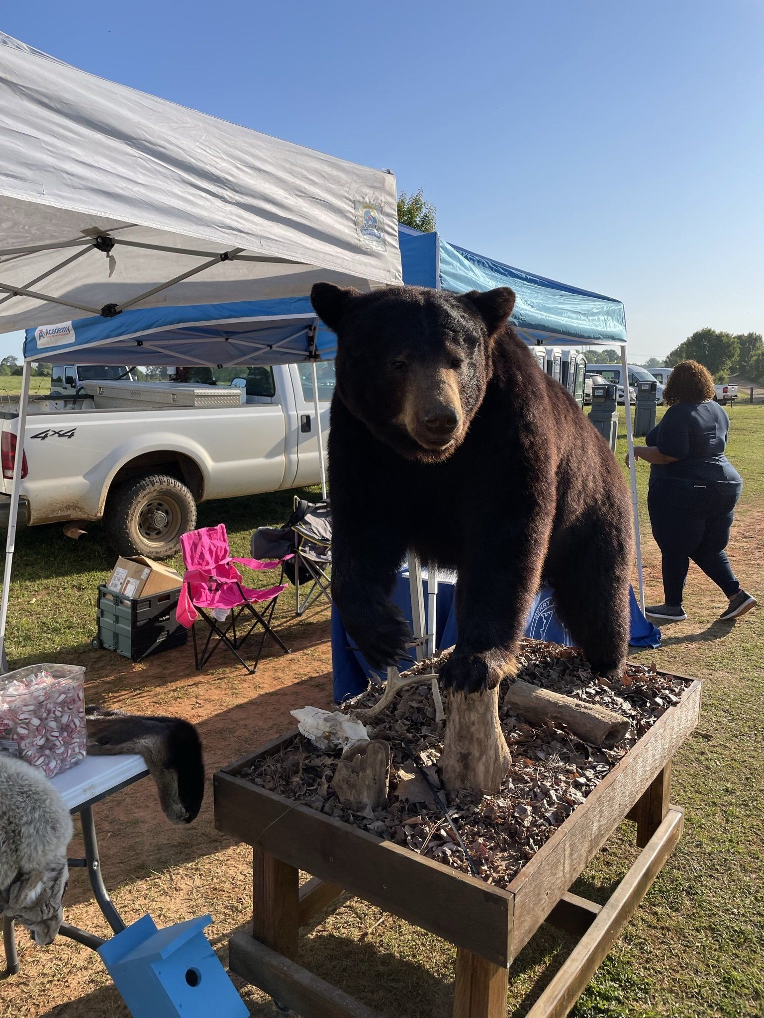 Black bear taxidermy on a wooden table at an outdoor market. White truck and people visible.
