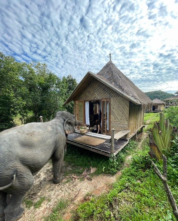 Thai Elephant