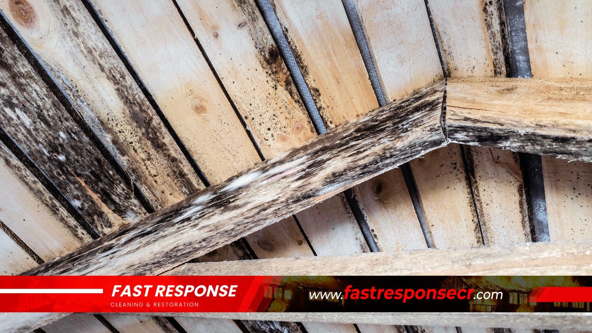 Attic Mold Remediation in Bluffton, SC
