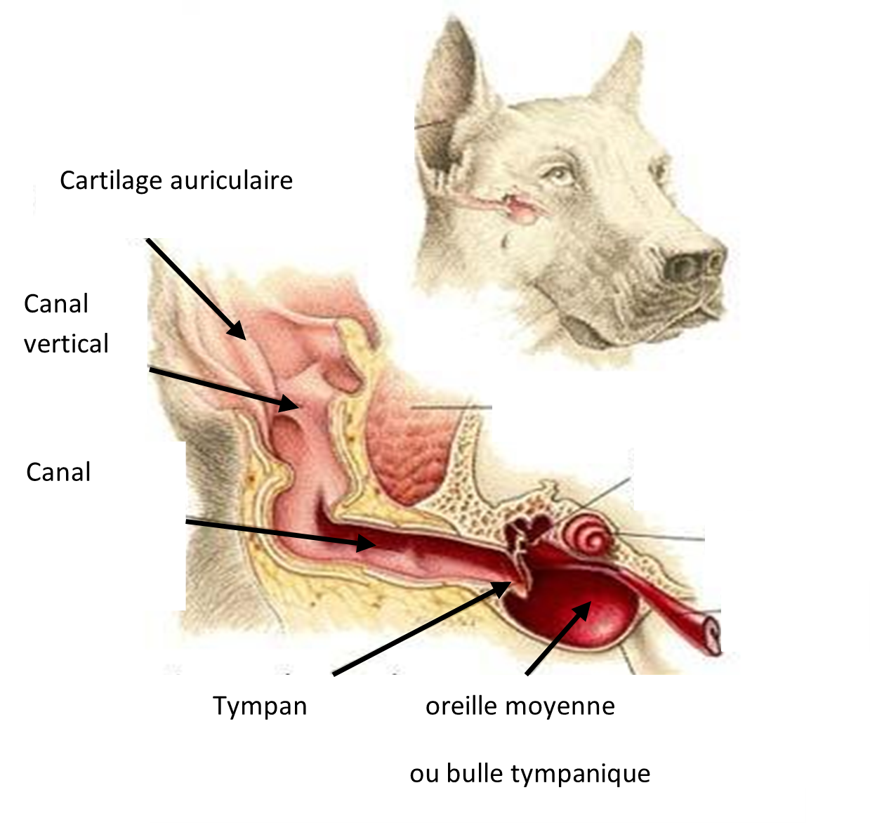 Schéma anatomique de l'oreille de chien montrant le conduit auditif, le tympan et l'oreille moyenne.