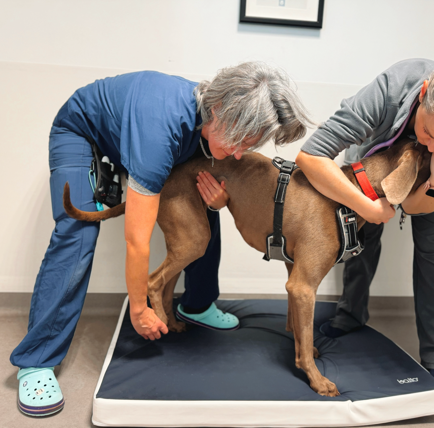 Deux vétérinaires examinent un grand chien brun allongé sur une table de traitement dans une clinique.