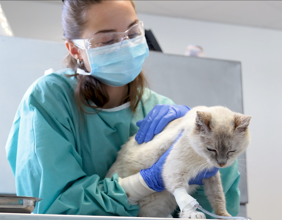 Un vétérinaire en blouse turquoise et masque examine délicatement un chat dans une clinique.