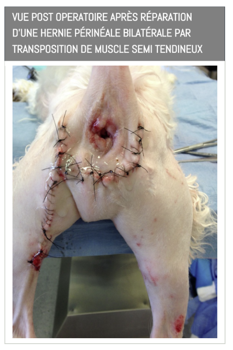 Incision chirurgicale de la patte arrière d'un chien après réparation, les sutures étant visibles sur une table vétérinaire.