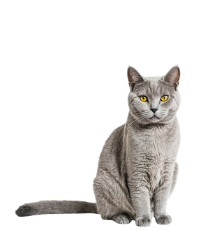 Chat gris aux yeux jaunes assis sur fond blanc