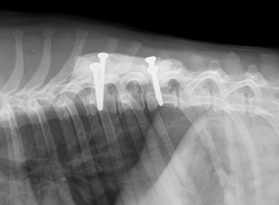 Radiographie de l'épaule d'un chien avec deux broches métalliques dans la région de l'omoplate gauche
