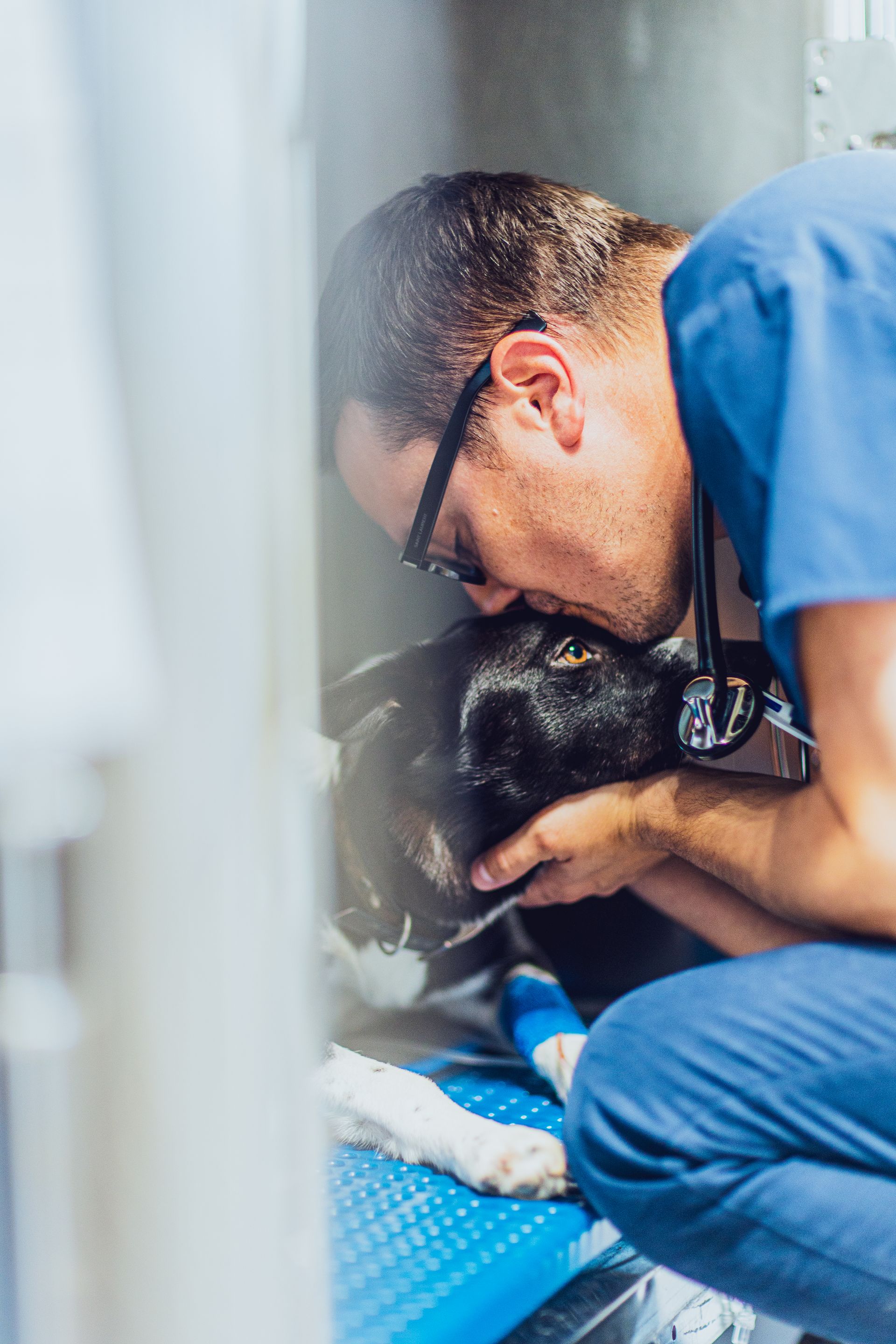 Un vétérinaire examine délicatement un chien noir allongé sur un tapis bleu dans une clinique.