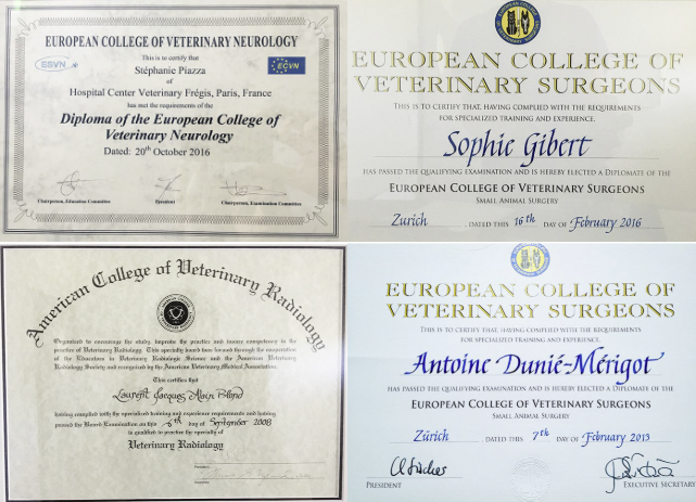 Quatre diplômes de chirurgie vétérinaire avec bordures ornementées, texte bleu et or, et signatures du Collège européen des chirurgiens vétérinaires.
