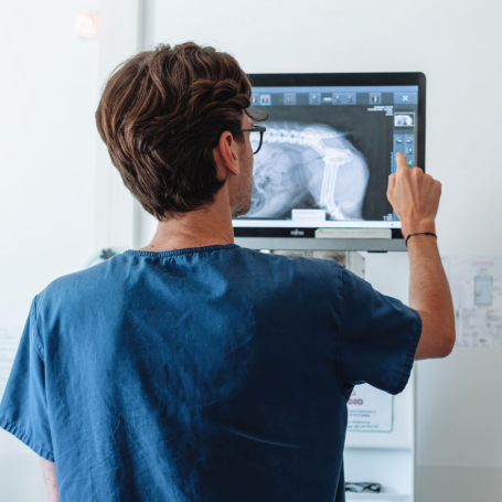 Étude d'une radiographie numérique vétérinaire