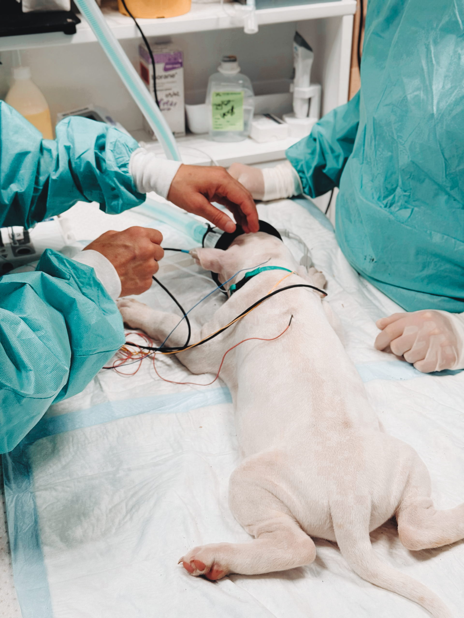 Personnel vétérinaire soignant un chien sur une table d'examen, les pattes bandées et du matériel médical à proximité.