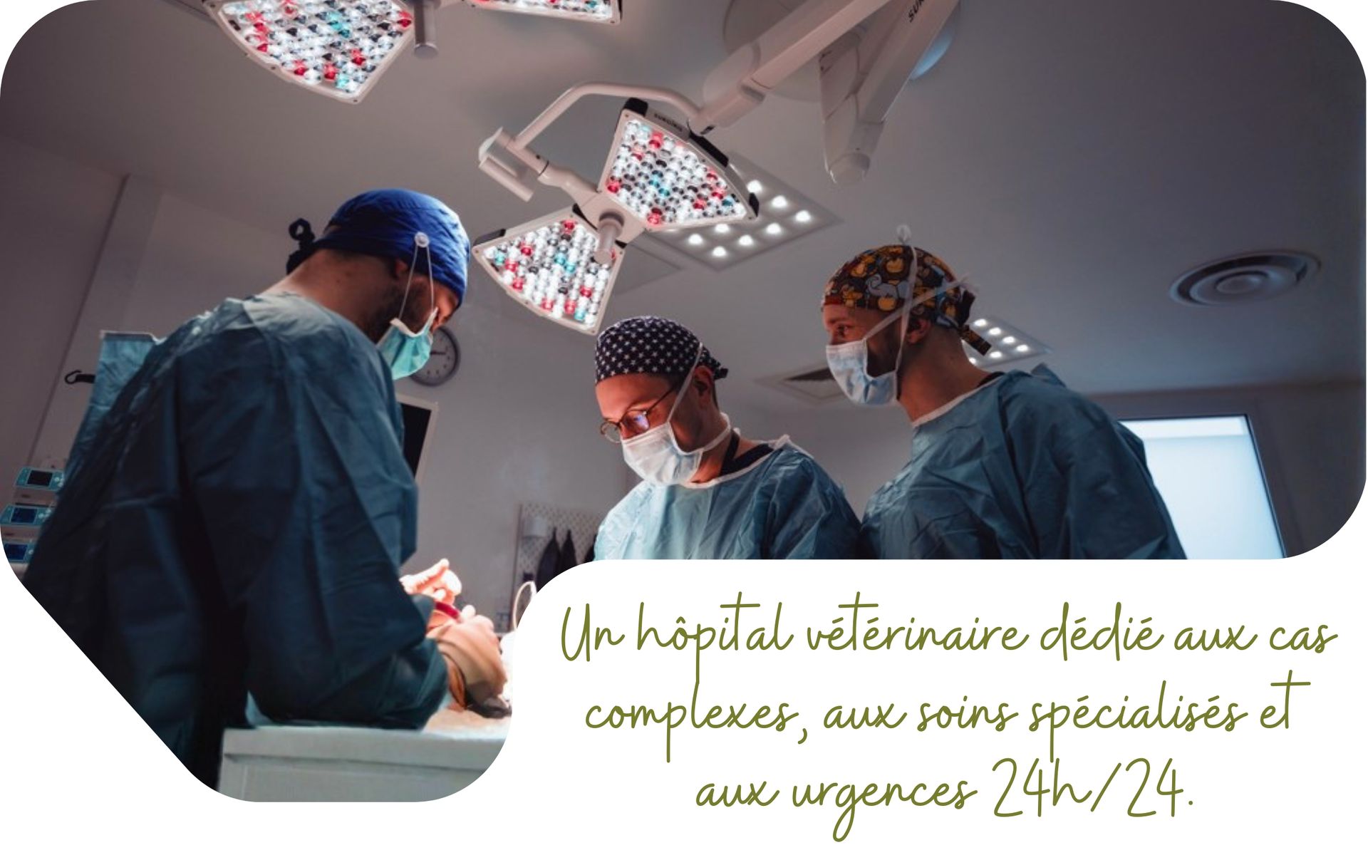 Trois vétérinaires, portant masques et charlottes chirurgicaux, réalisent une opération sous une lumière chirurgicale intense.