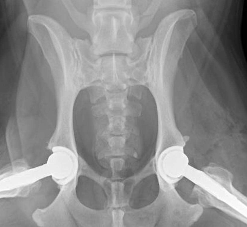 Orthopédie vétérinaire
