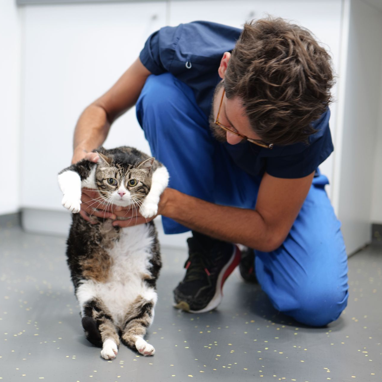 Dans le couloir d'une clinique, un vétérinaire s'agenouille près d'un chat aux pattes bandées de blanc.