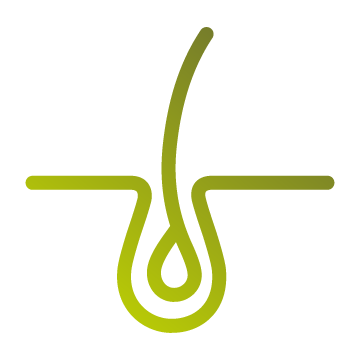 Un dessin au trait d'un follicule pileux avec une goutte d'eau qui en sort.